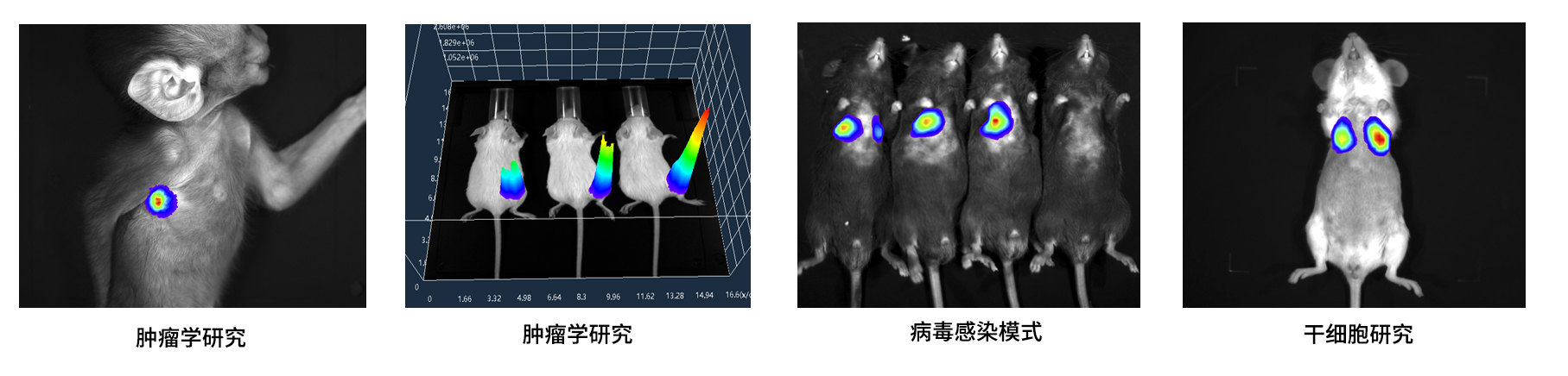 AniView100多模式動(dòng)物活體成像系統(tǒng)應(yīng)用案例 AniView100多模式動(dòng)物活體成像系統(tǒng)應(yīng)用案例