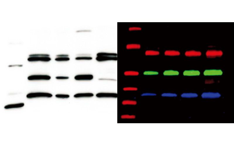 蛋白免疫印跡（WB）技術(shù)實(shí)驗(yàn)服務(wù)