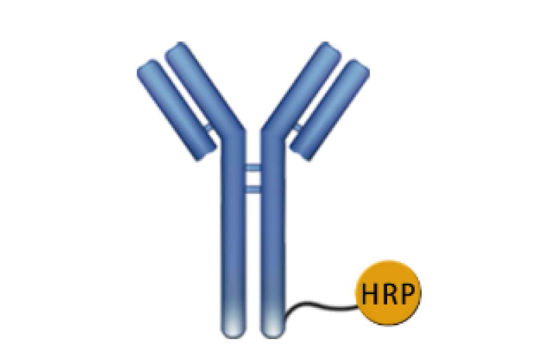 酶/生物素的抗體/蛋白標(biāo)記服務(wù)