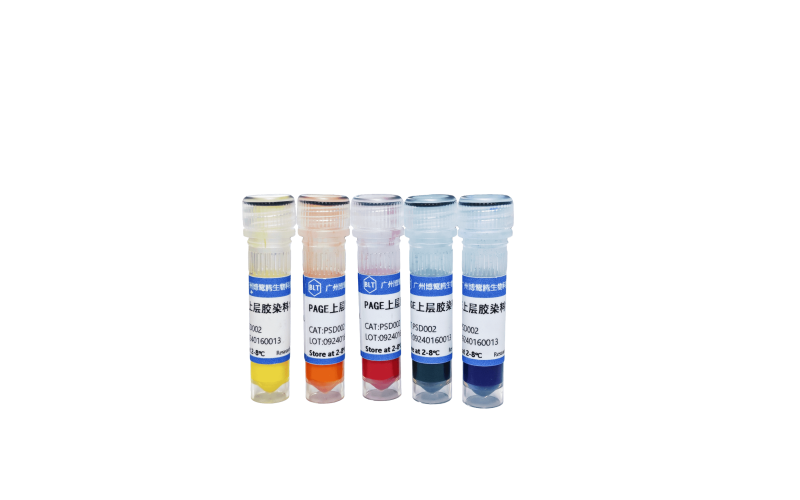 PAGE上層膠染料（1000×）